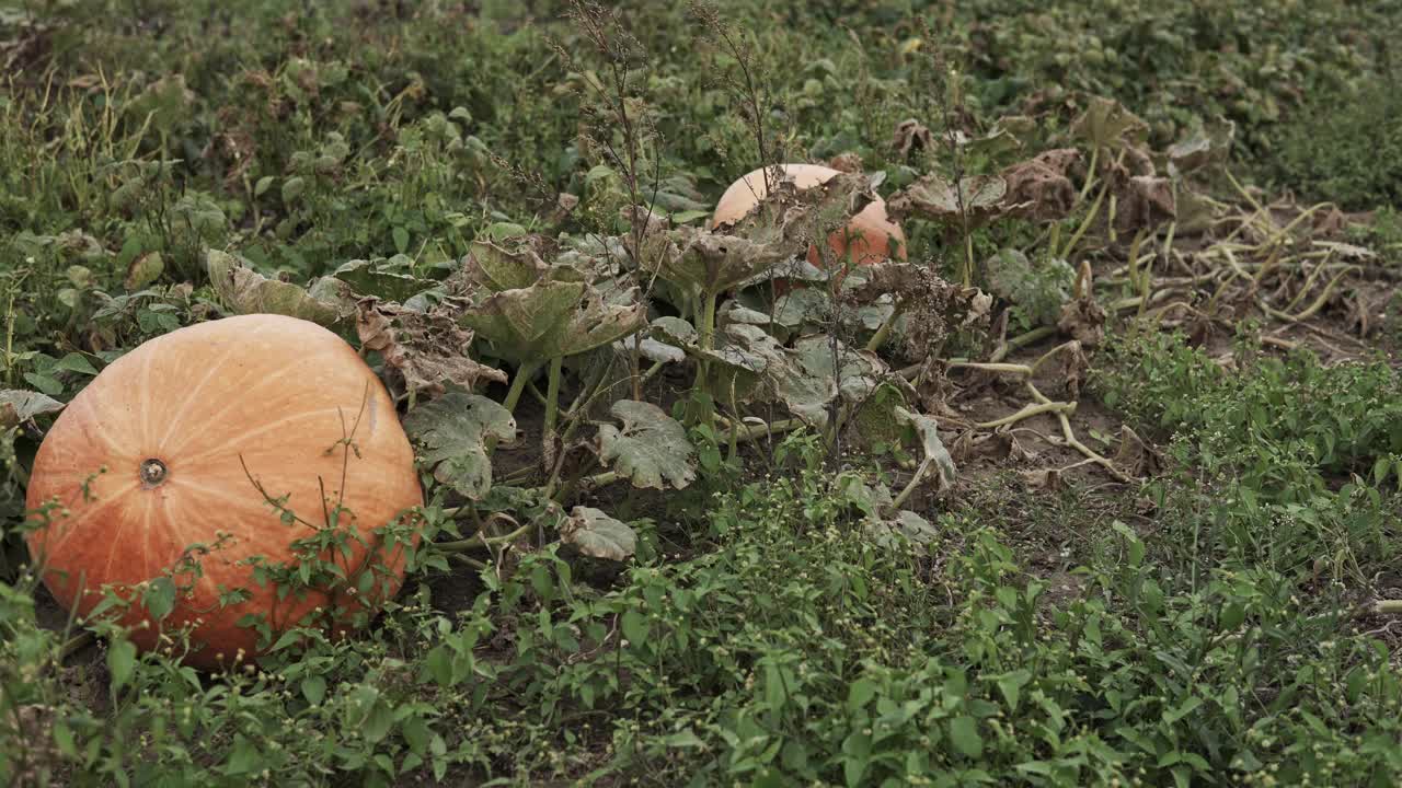 南瓜在地里生长视频下载