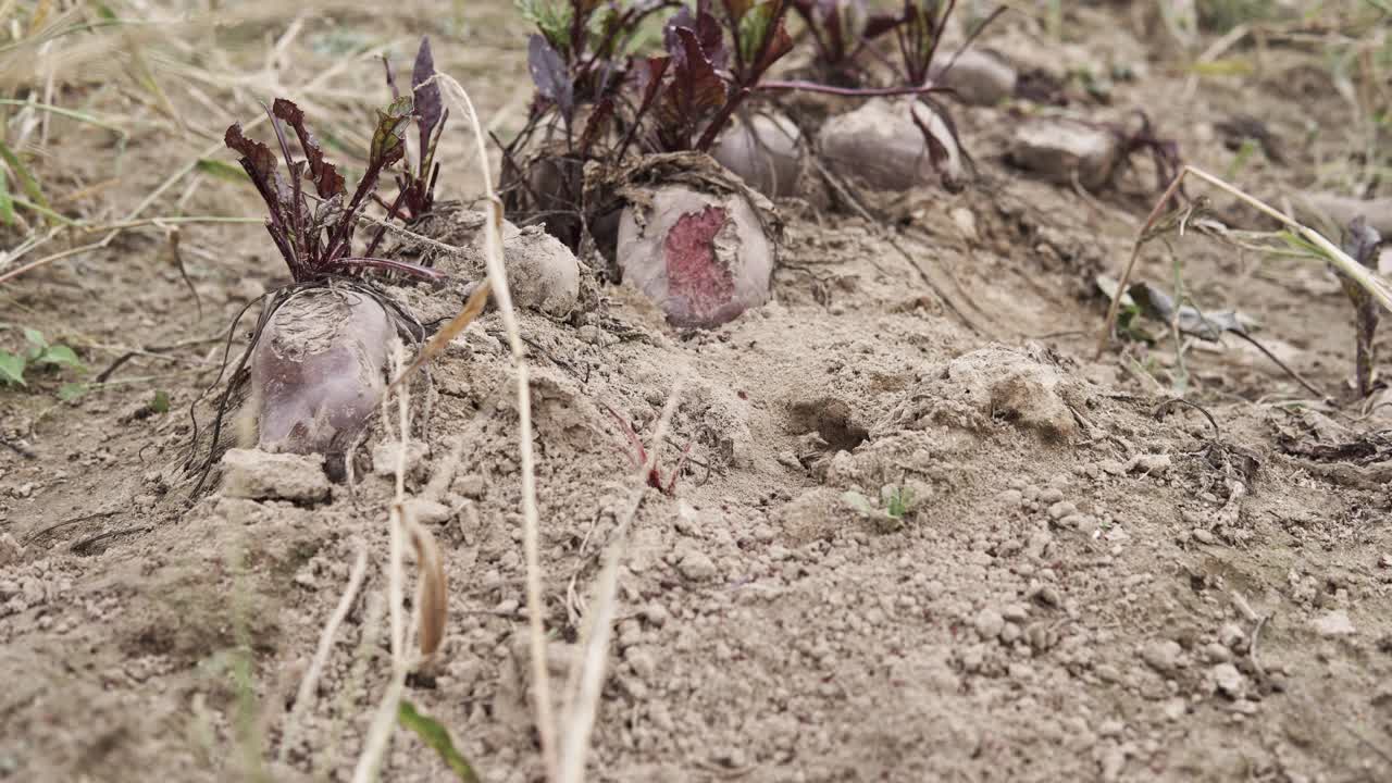 红色甜菜根的细节视频下载