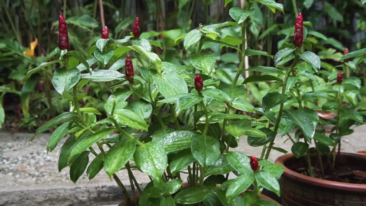 近距离观察紫花山。美丽的红花在马来西亚。视频下载