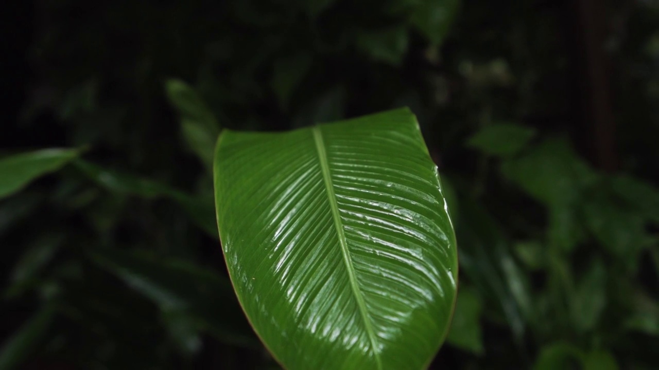 近距离拍摄热带雨林中的棕榈叶。慢动作视频下载