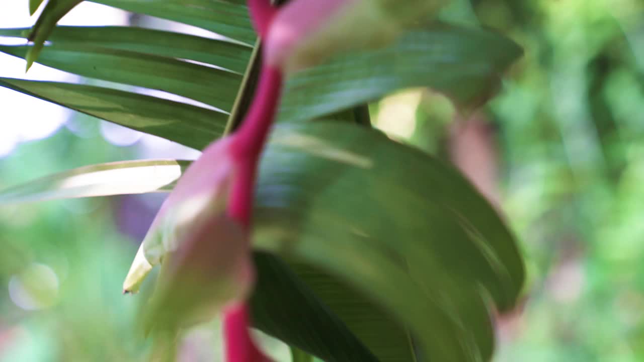 (Heliconia Rostrata)， Heliconia热带花。慢镜头，亚洲植物园。视频下载