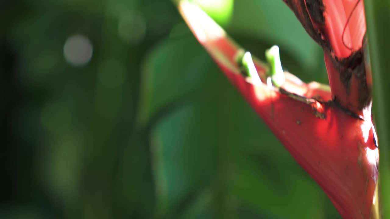 (Heliconia Rostrata)， Heliconia热带花。慢镜头，亚洲植物园。视频下载