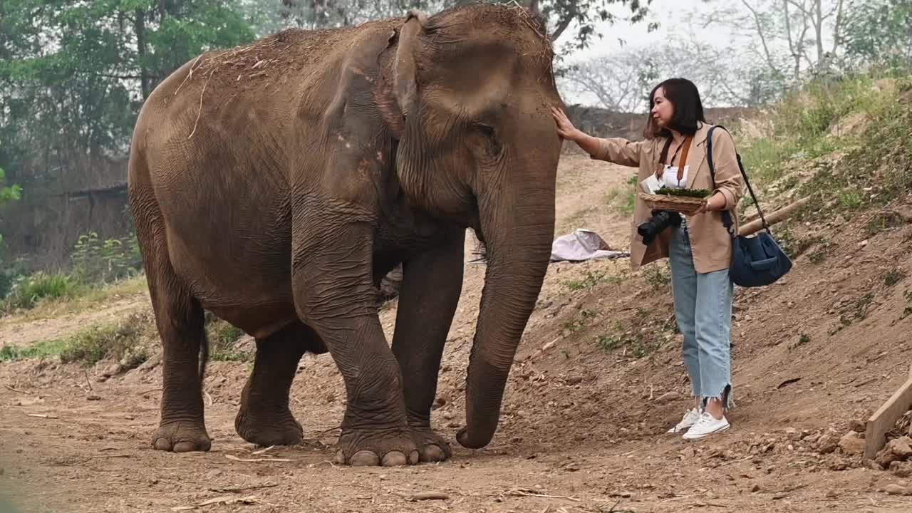 女游客喂大象的镜头。视频下载