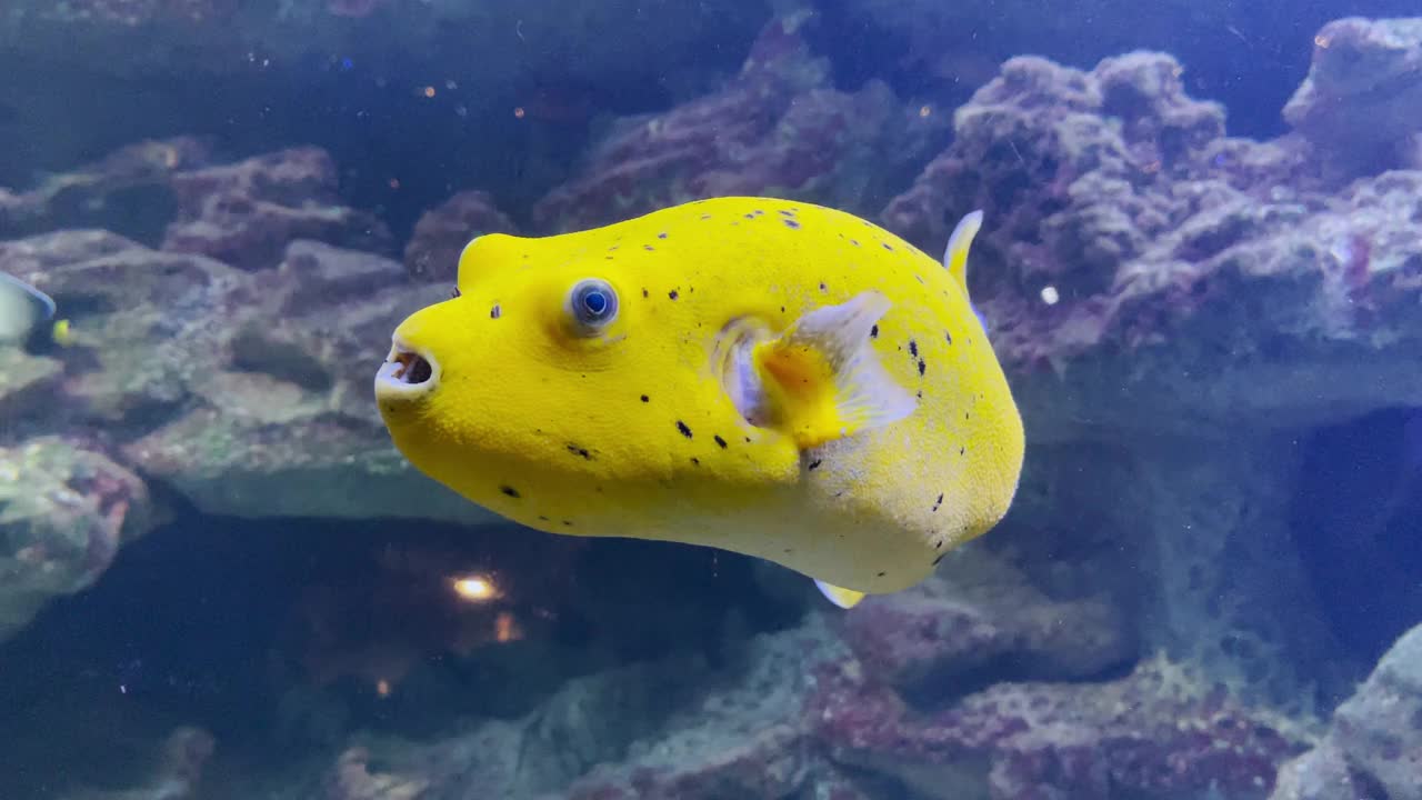 鱼在水族馆视频素材