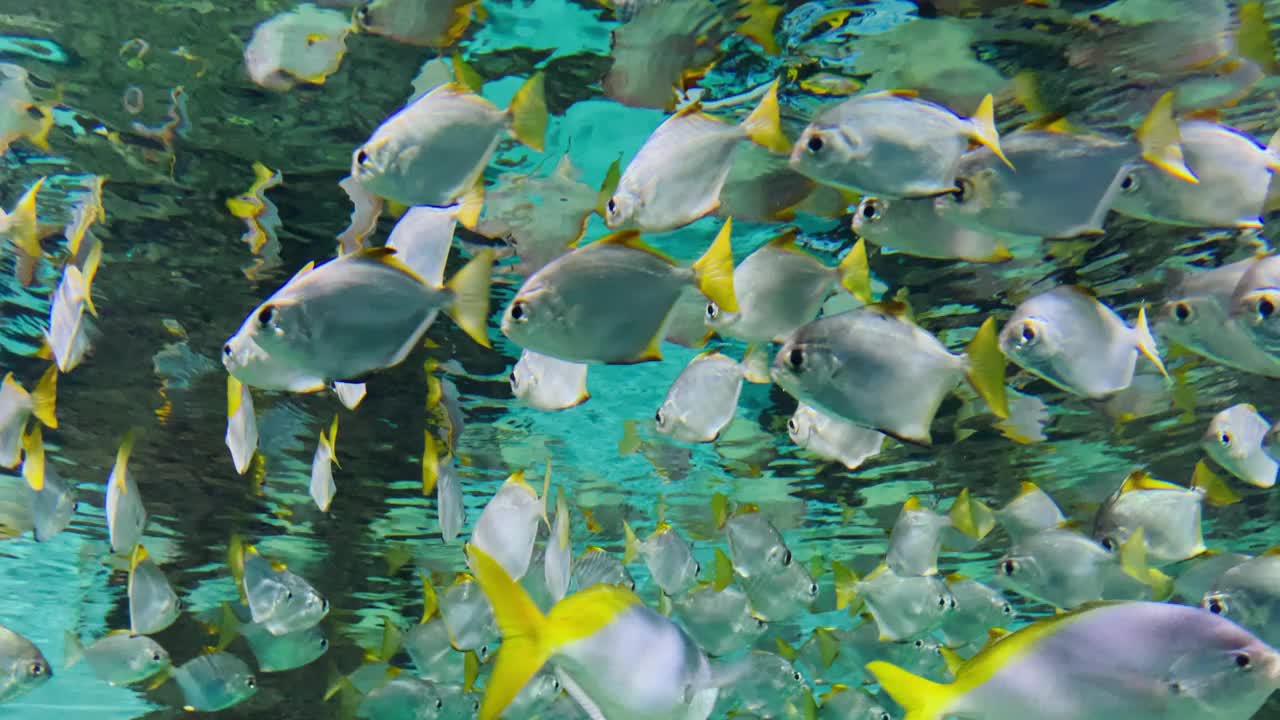 鱼在水族馆视频素材