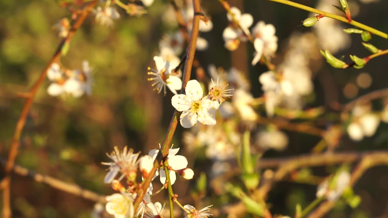 樱桃梅花视频下载