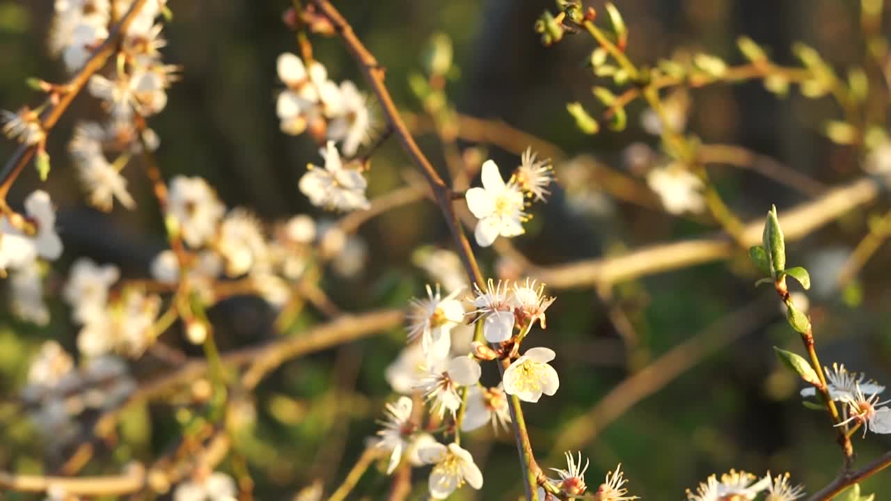 樱桃梅花视频下载