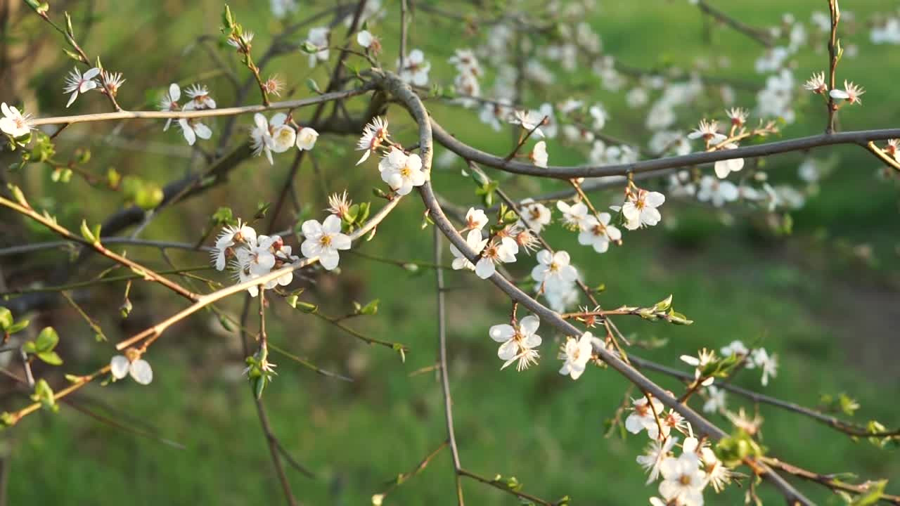 樱桃梅花视频下载