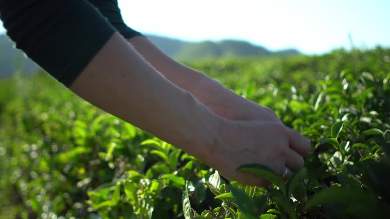 在以山为背景的茶园里，女人们的手在采摘新鲜的绿茶视频下载