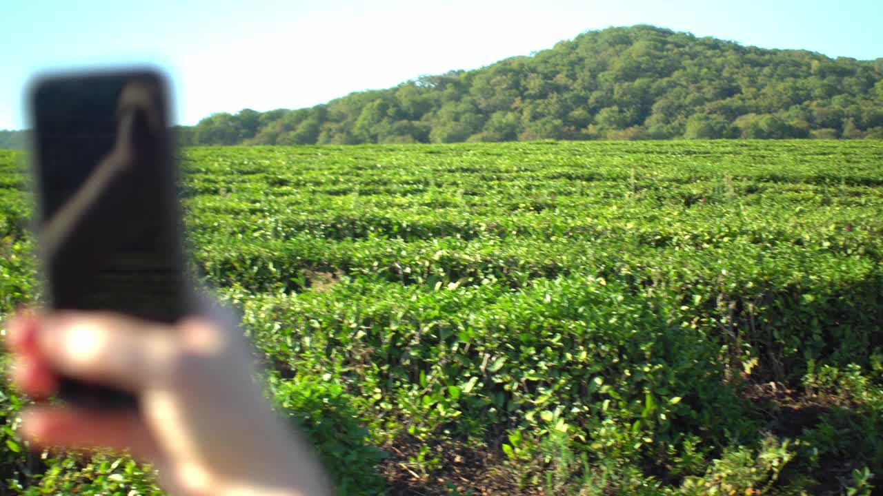 迷人的年轻女子在以山为背景的新鲜绿茶种植园上用智能手机自拍视频下载