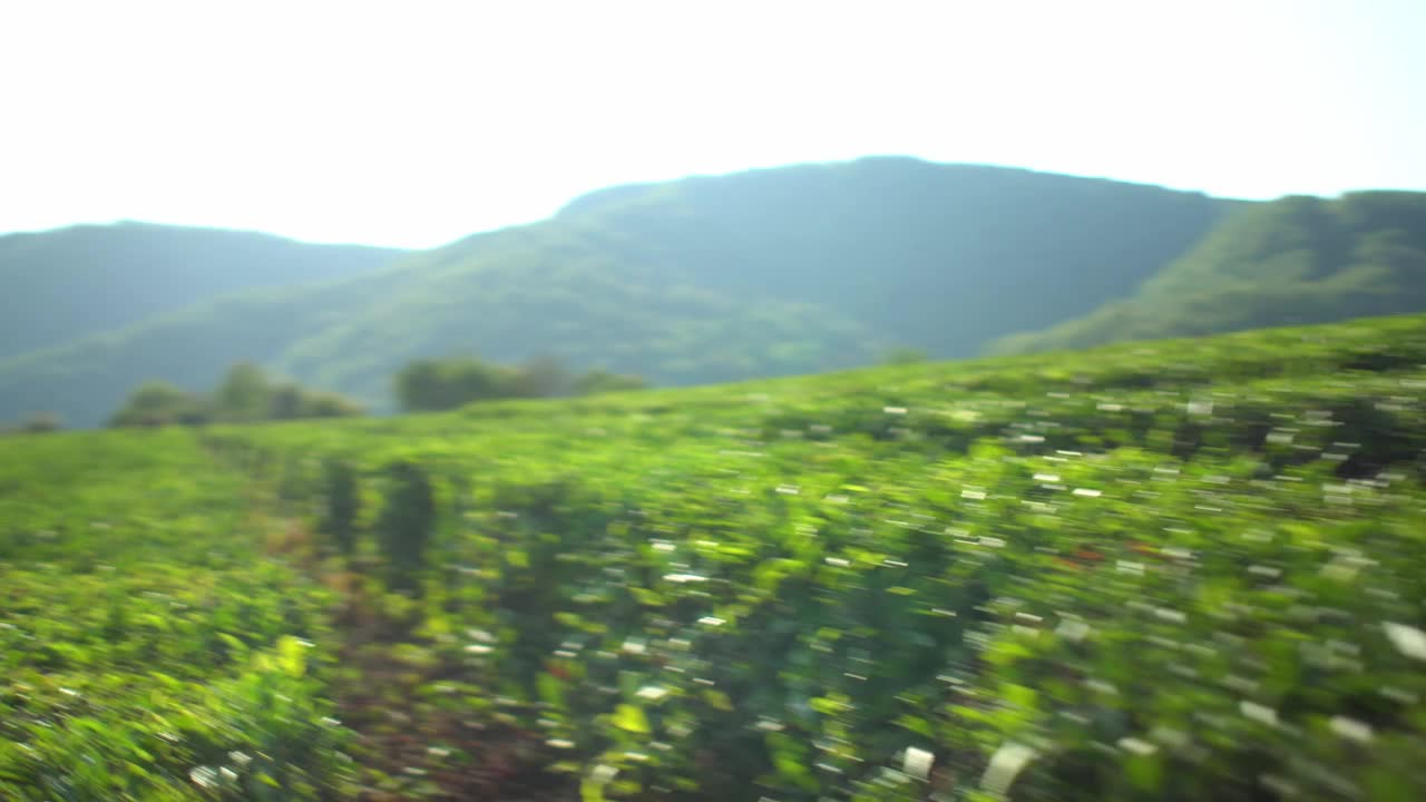 通道之间美丽的茶树种植园农场与山区背景视频下载