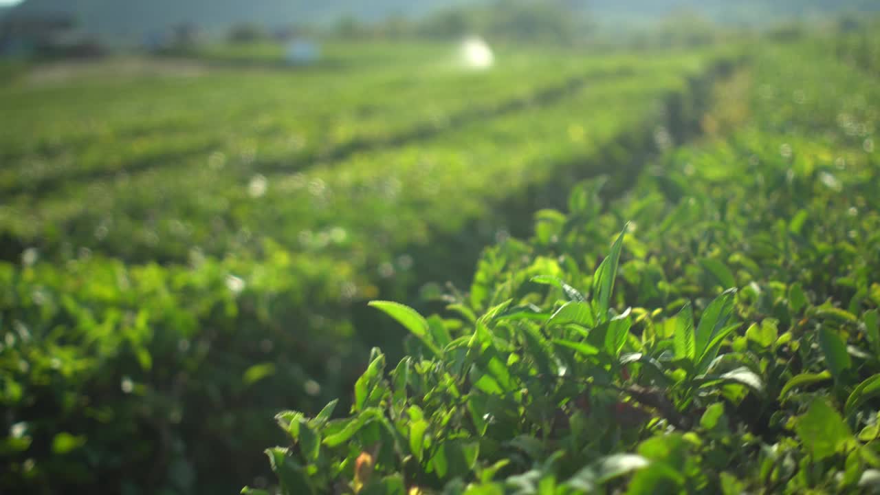 美丽的绿茶灌木林，农场与山区背景视频下载