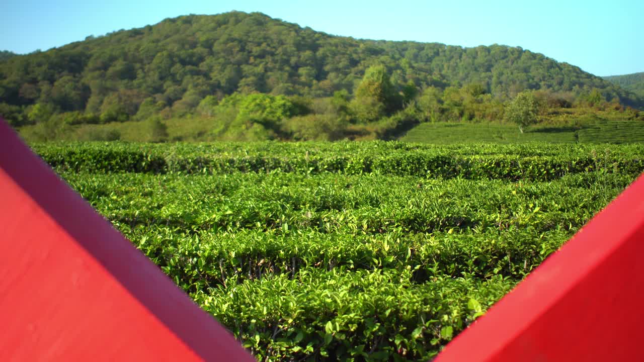 红心茶园上的茶园以山为背景视频下载