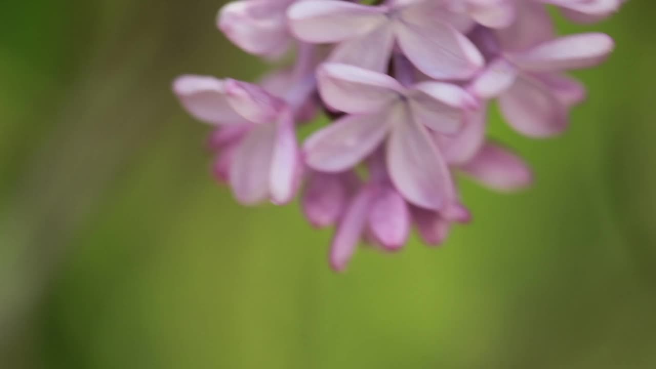 春季丁香花束的特写视频下载