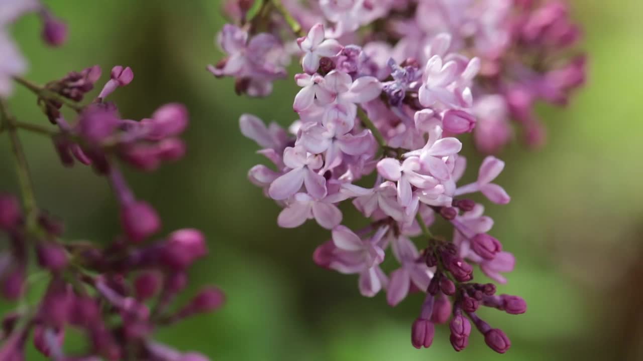 春季丁香花束的特写视频下载