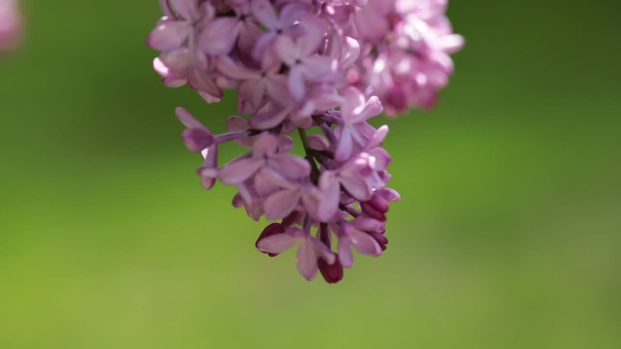 春季丁香花束的特写视频下载