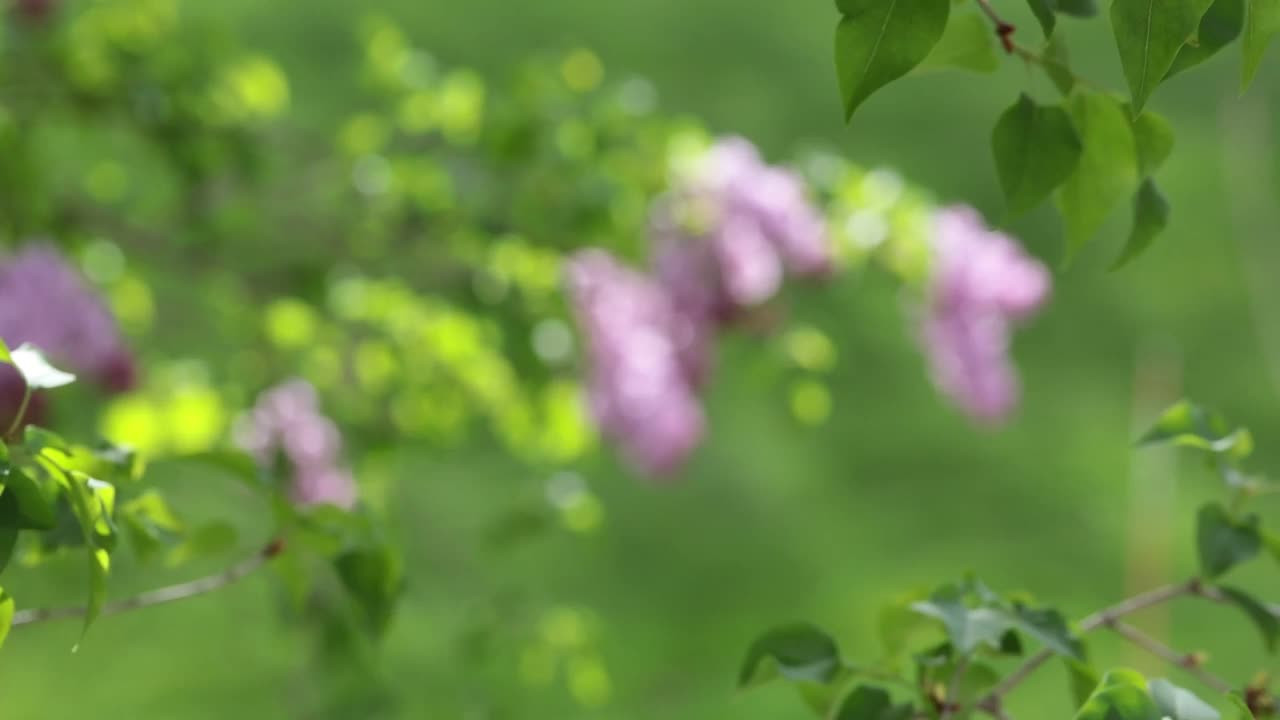 春季丁香花束的特写视频下载