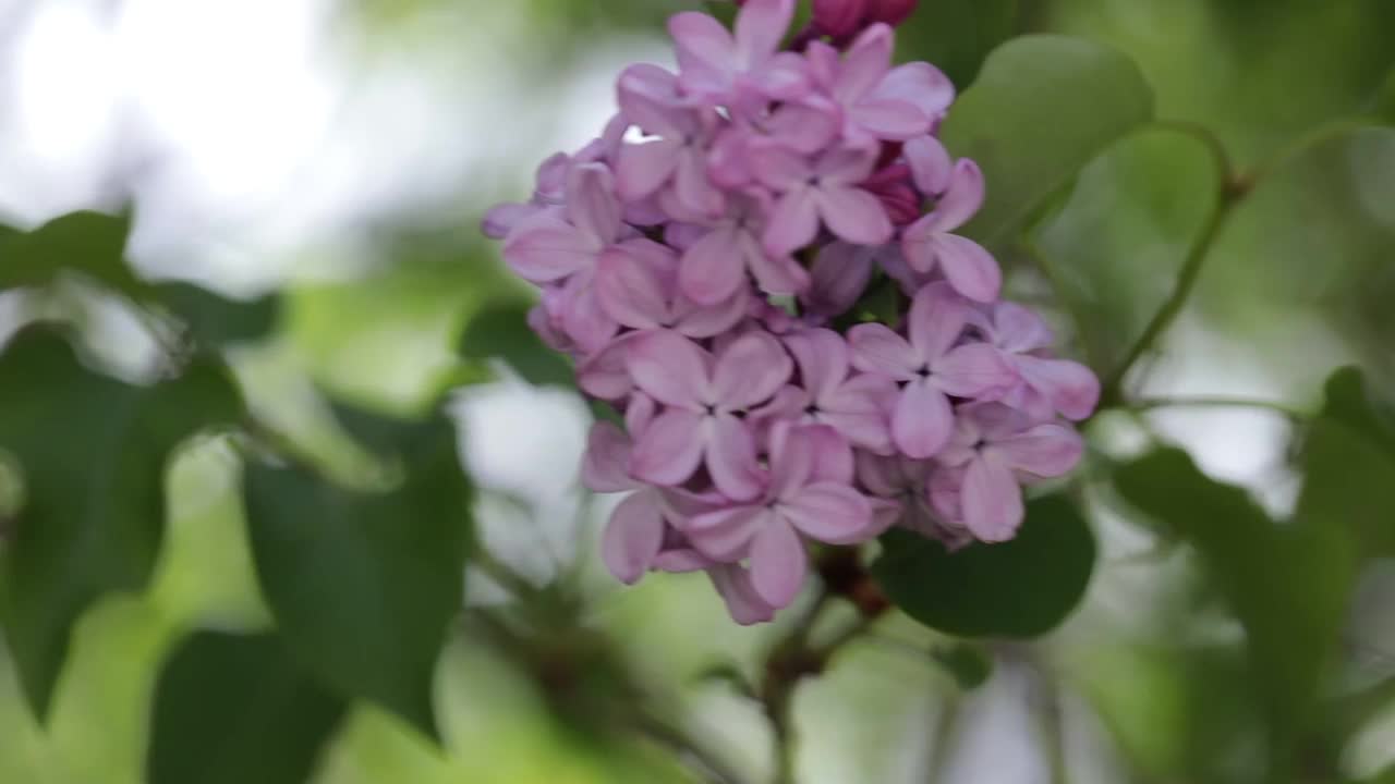 春季丁香花束的特写视频下载