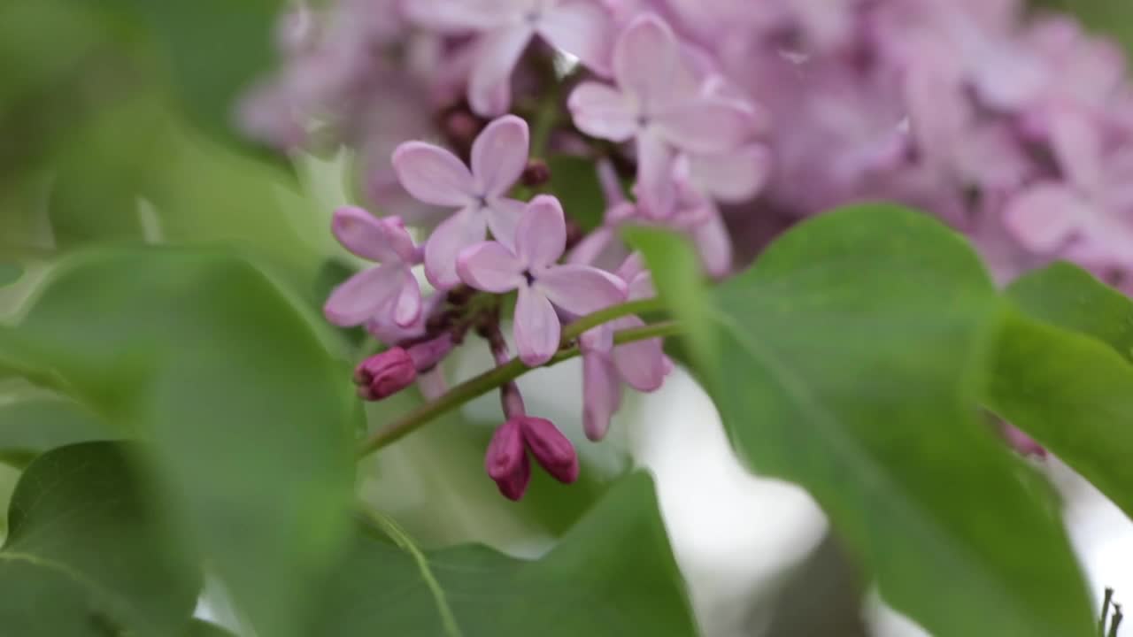 春季丁香花束的特写视频下载