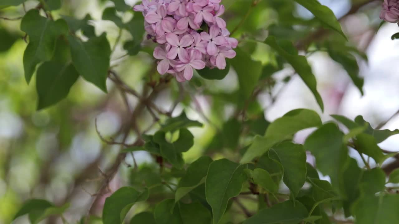 春季丁香花束的特写视频下载