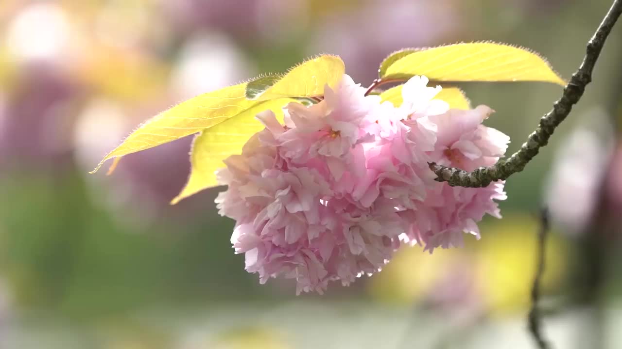 瀑布边美丽的花视频下载