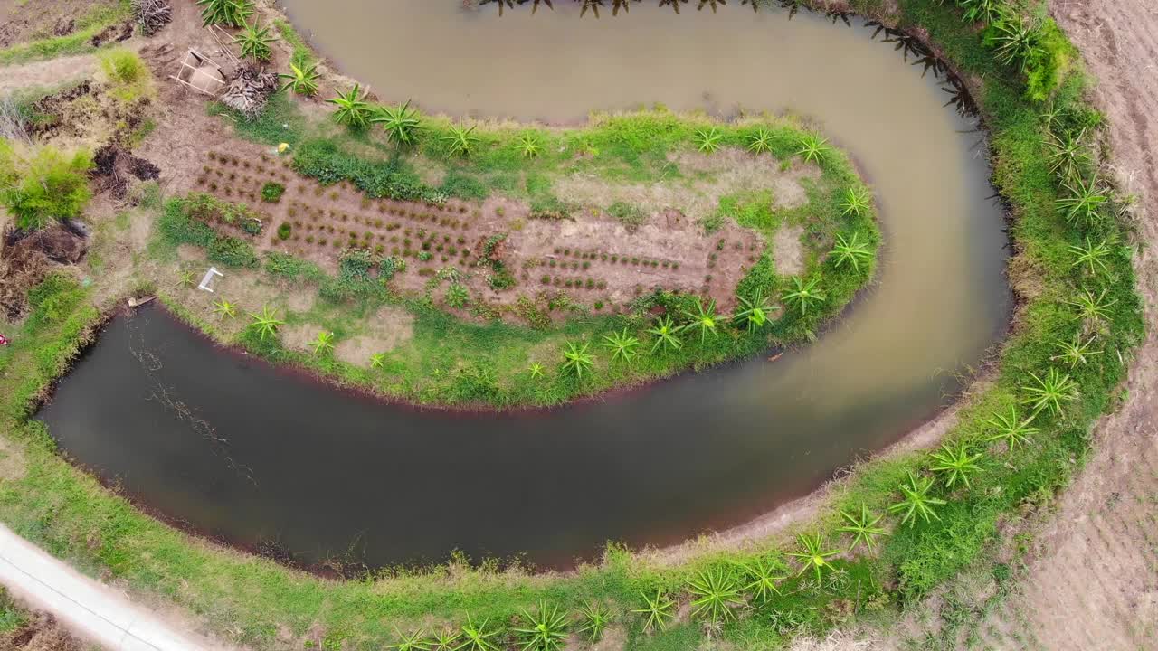 鸟瞰图上的香蕉种植园视频下载