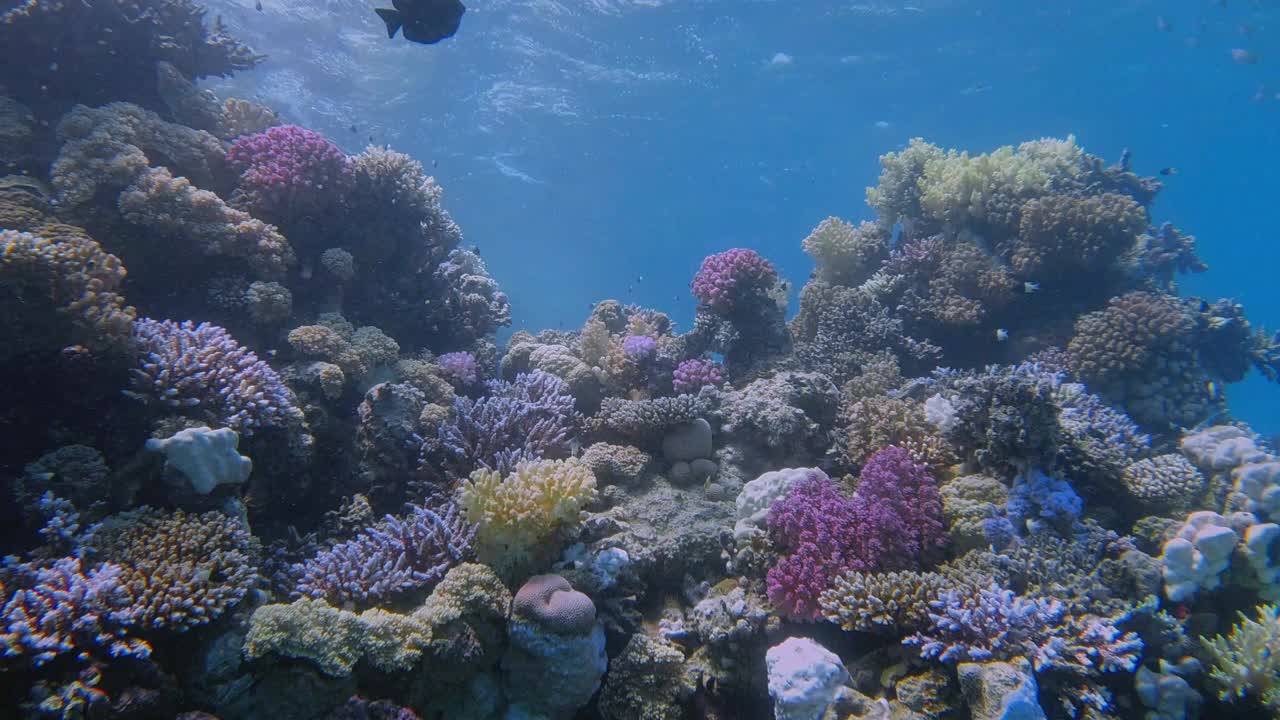 在埃及红海的马萨阿拉姆，美丽的珊瑚礁上有海洋生物和许多小型热带鱼视频下载