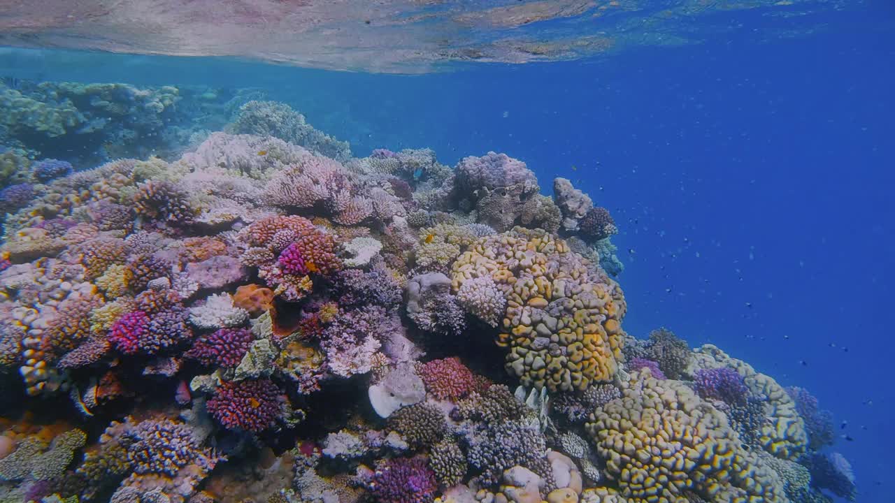 在埃及红海的马萨阿拉姆，美丽的珊瑚礁上有海洋生物和许多小型热带鱼视频下载