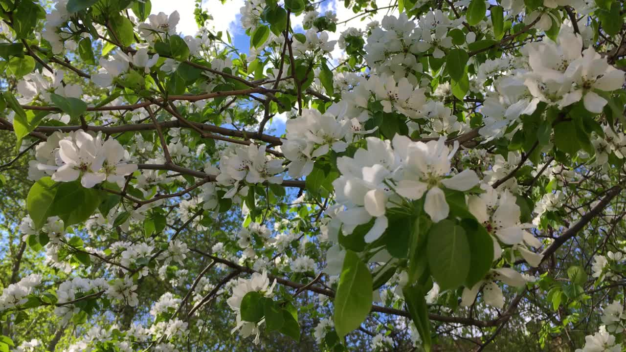 开花的苹果树的树枝在风中摇摆视频下载