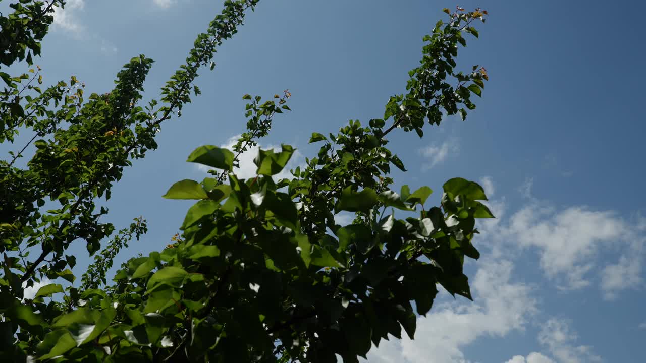 西班牙南部阳光明媚的夏日，慢镜头中绿色的树枝在风和阳光的照射下移动。4 k视频下载