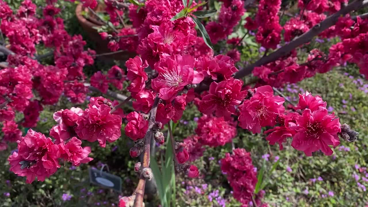 春天开花的苹果树。视频下载