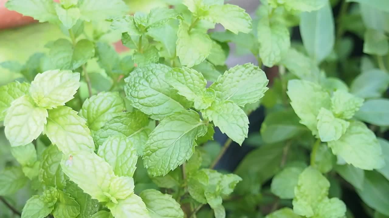 薄荷植物-股票视频视频下载