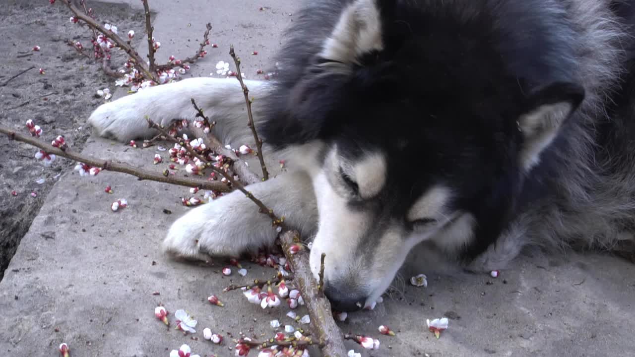 美丽的西伯利亚哈士奇躺在混凝土小路上与切杏枝和吃花特写视频下载