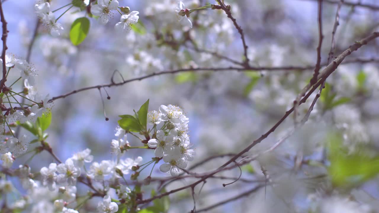 春天的花园里，樱花盛开。散景。视频下载