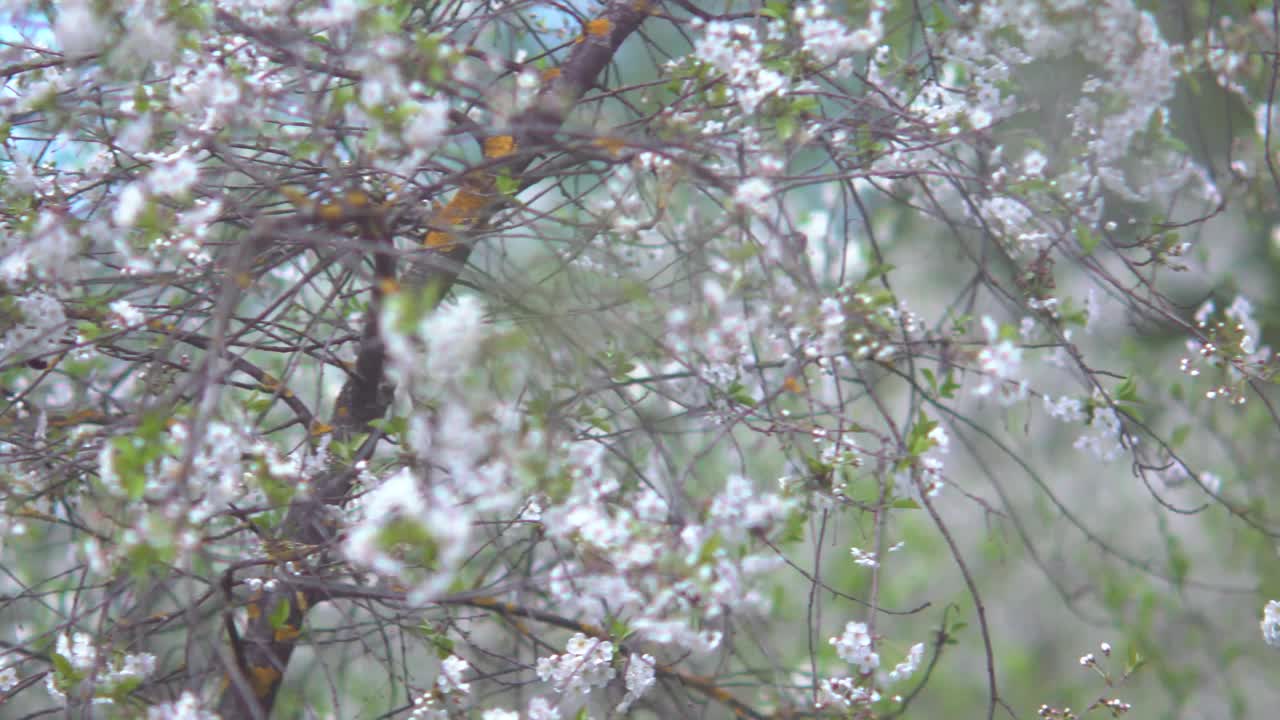 4 k。春天的花园里，樱花盛开。散景。视频下载