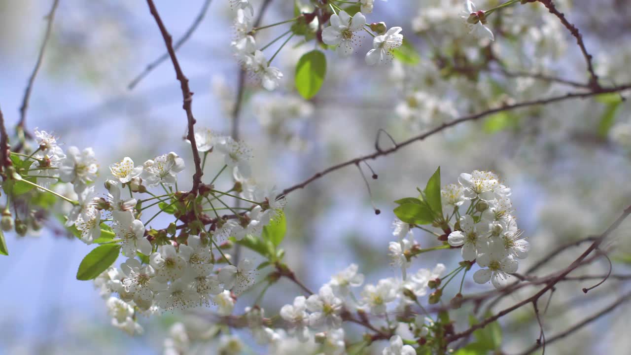 4 k。春天的花园里，樱花盛开。散景。视频下载