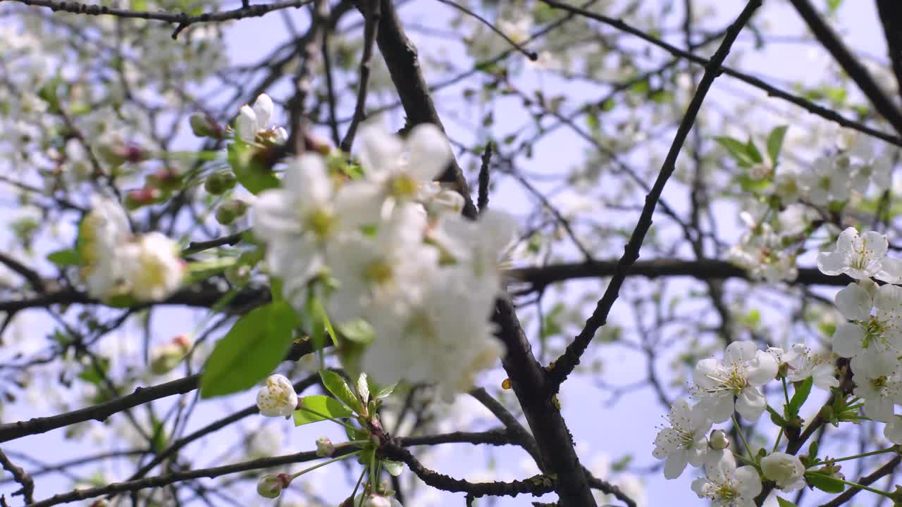 4 k。春天的花园里，樱花盛开。散景。视频下载