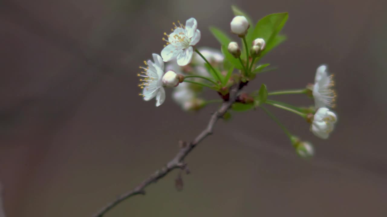 4 k。春天的花园里，樱花盛开。散景。视频下载