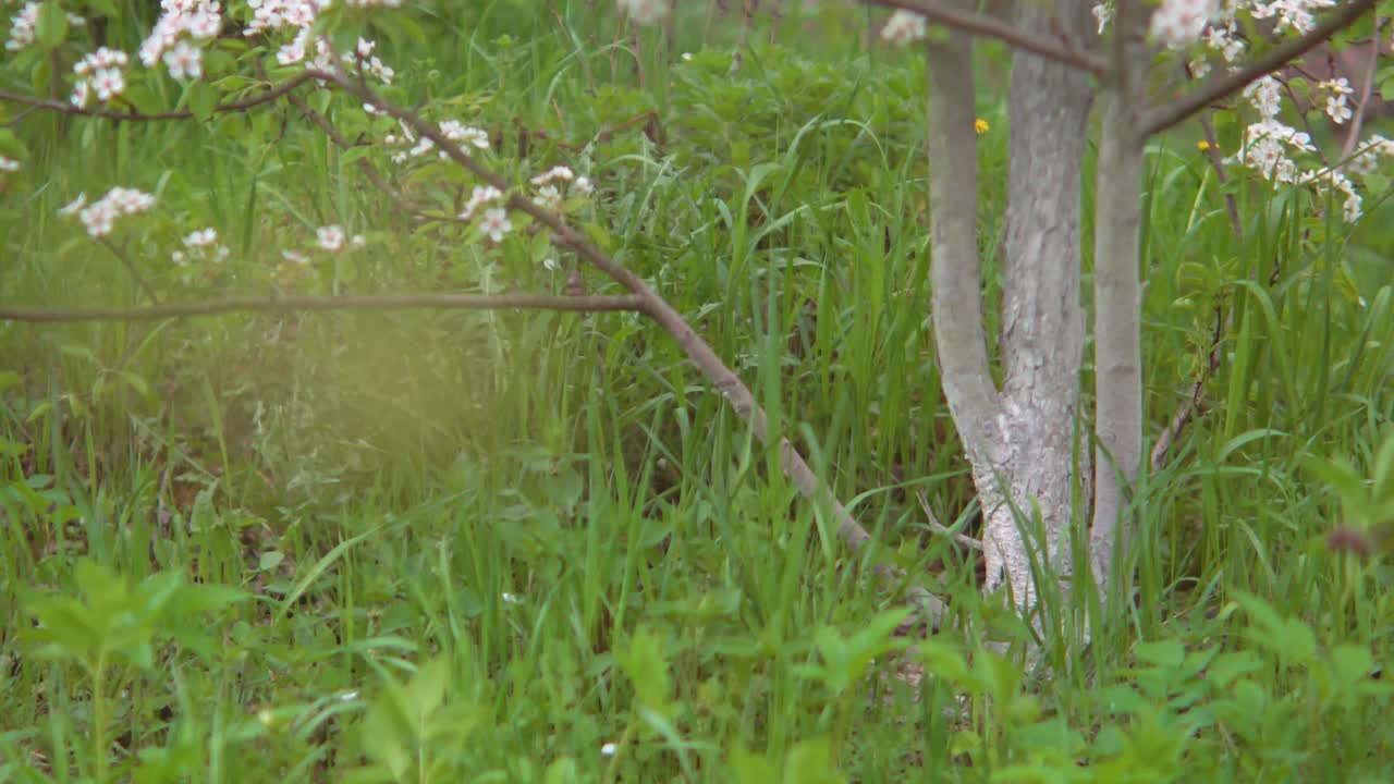 4 k。春天的花园里，樱花盛开。散景。视频下载