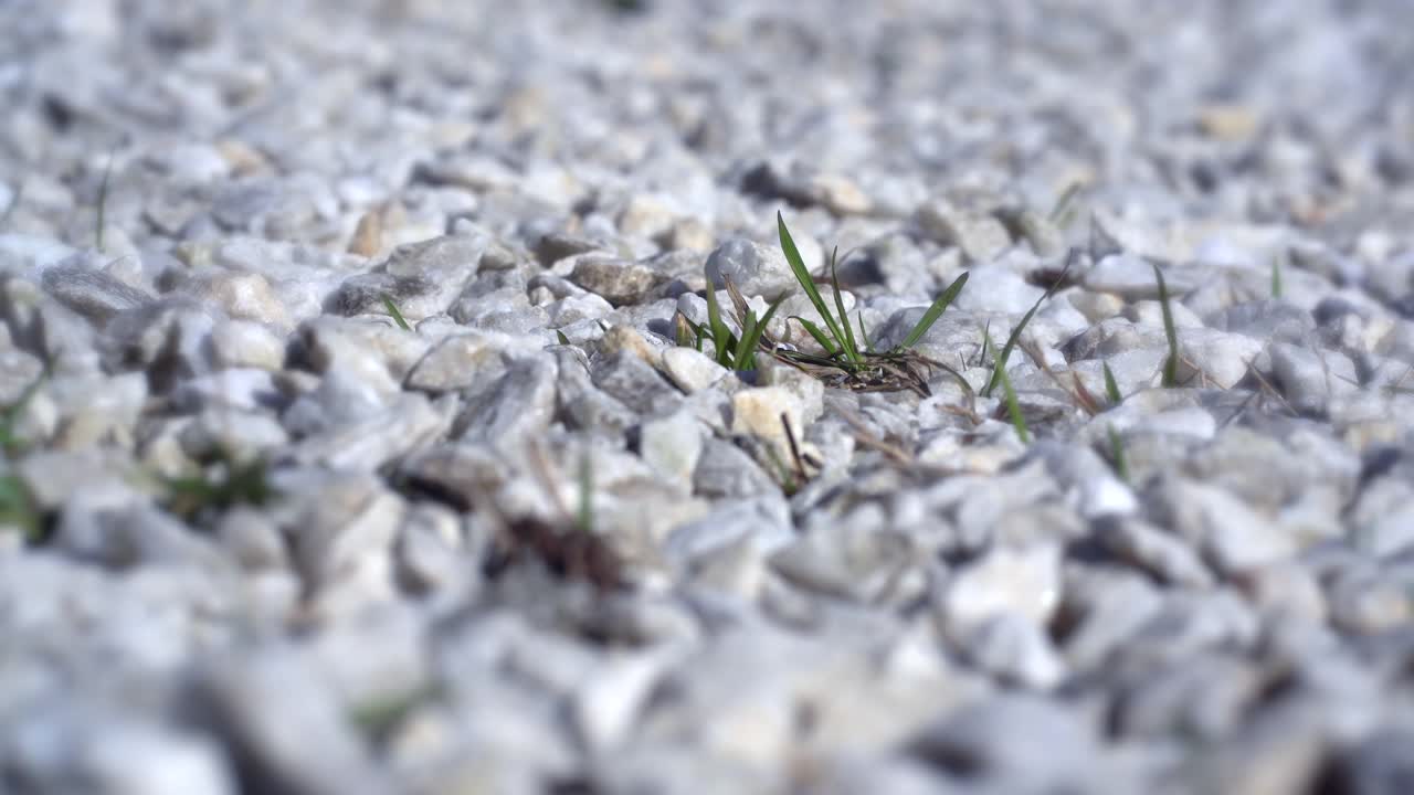 抽象的背景，青草从碎石中萌芽视频素材