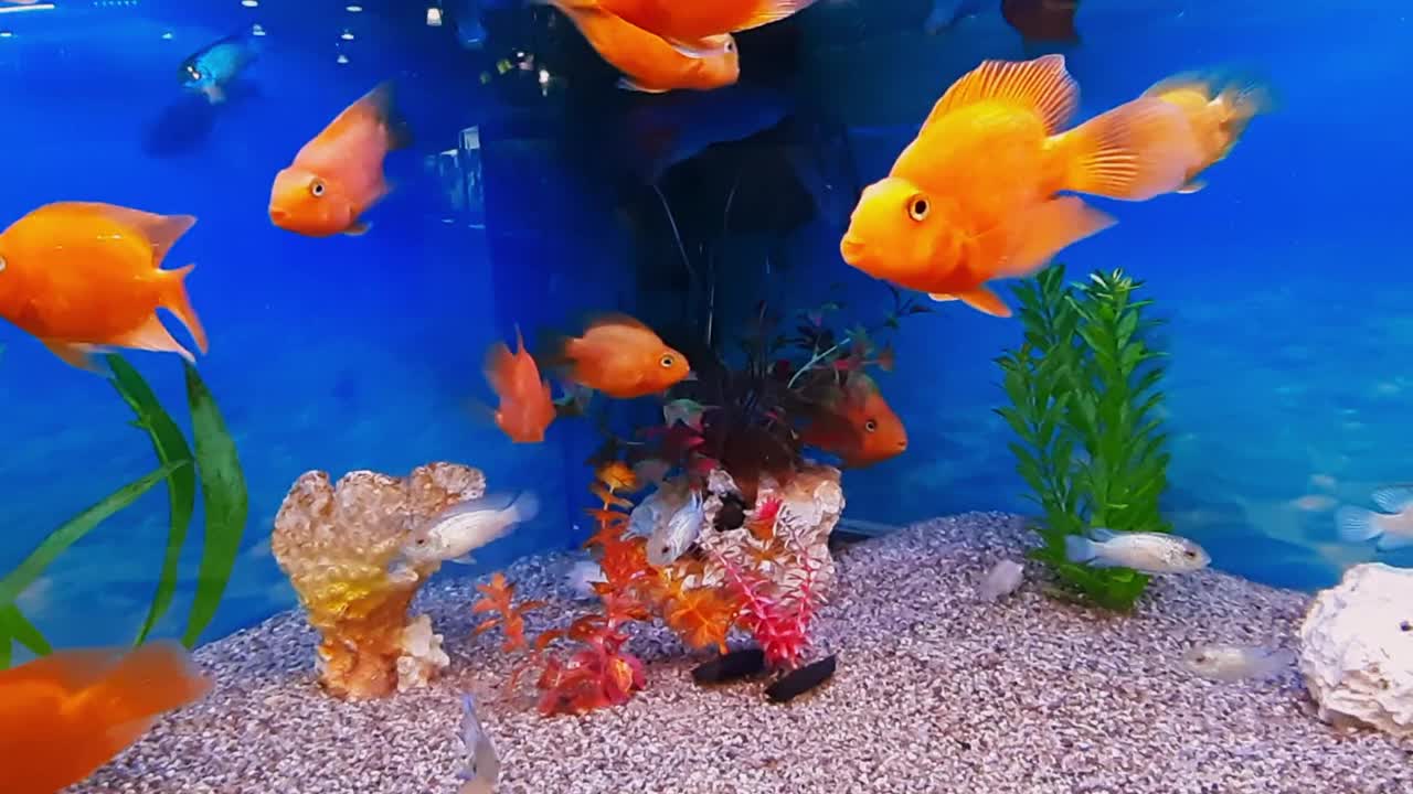 金色和白色的鱼在一个美丽的水族馆里游泳视频下载