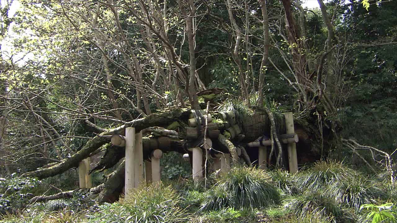 樱花，日本伊豆大岛视频素材