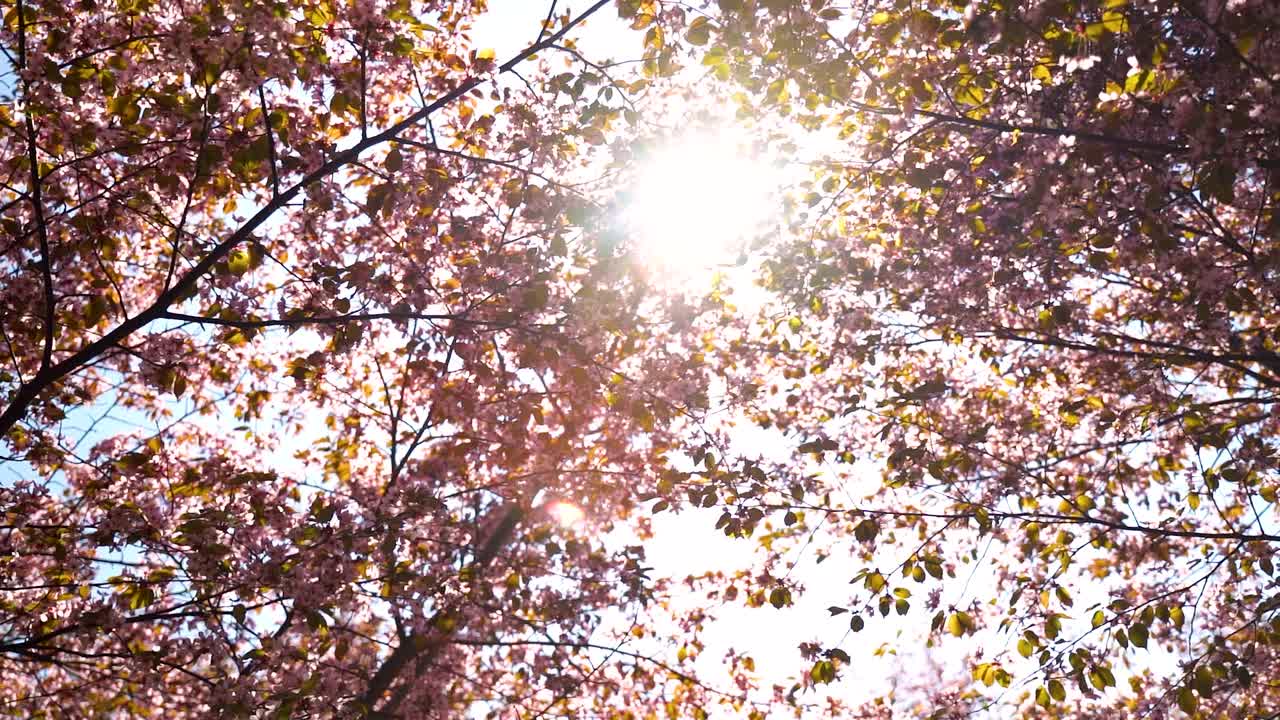 樱花树与蓝色的天空视频下载