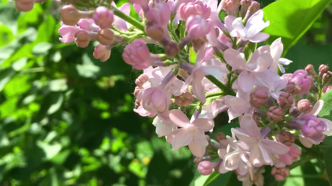 春天，丁香灌木的花枝在风中摇曳视频下载