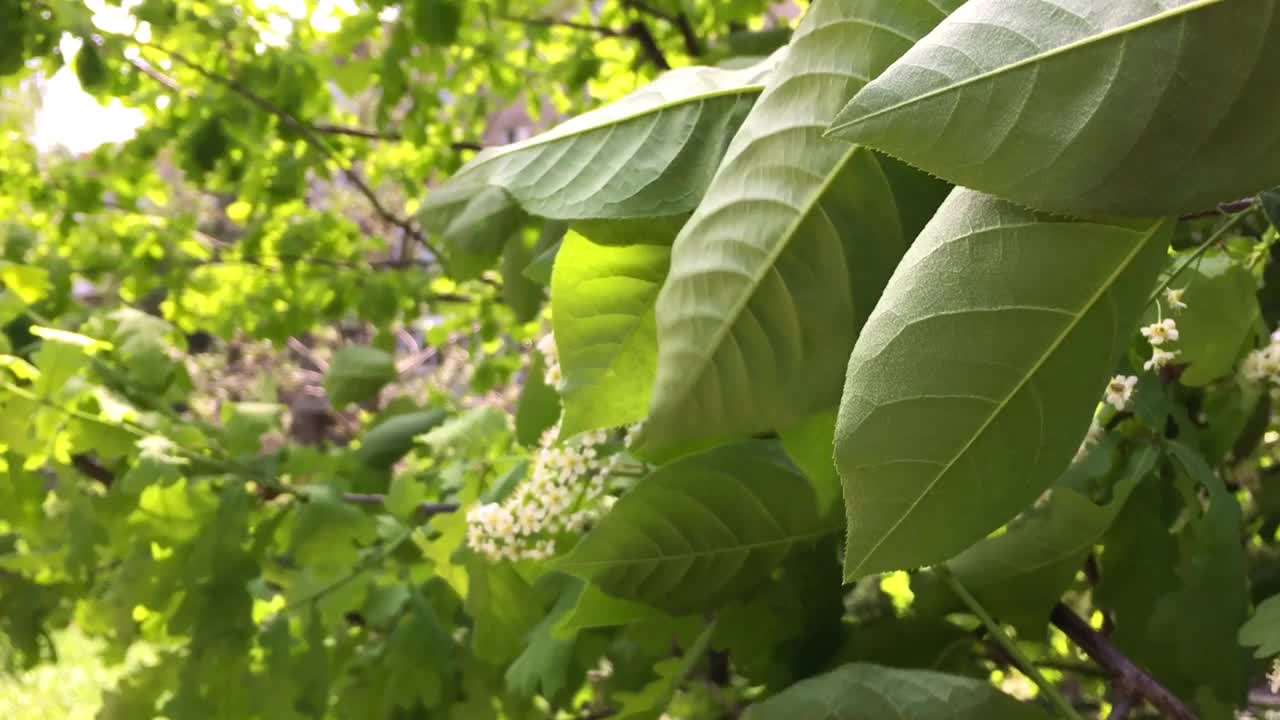 灌木的花枝在风中摇曳。白色的花朵,春天视频下载