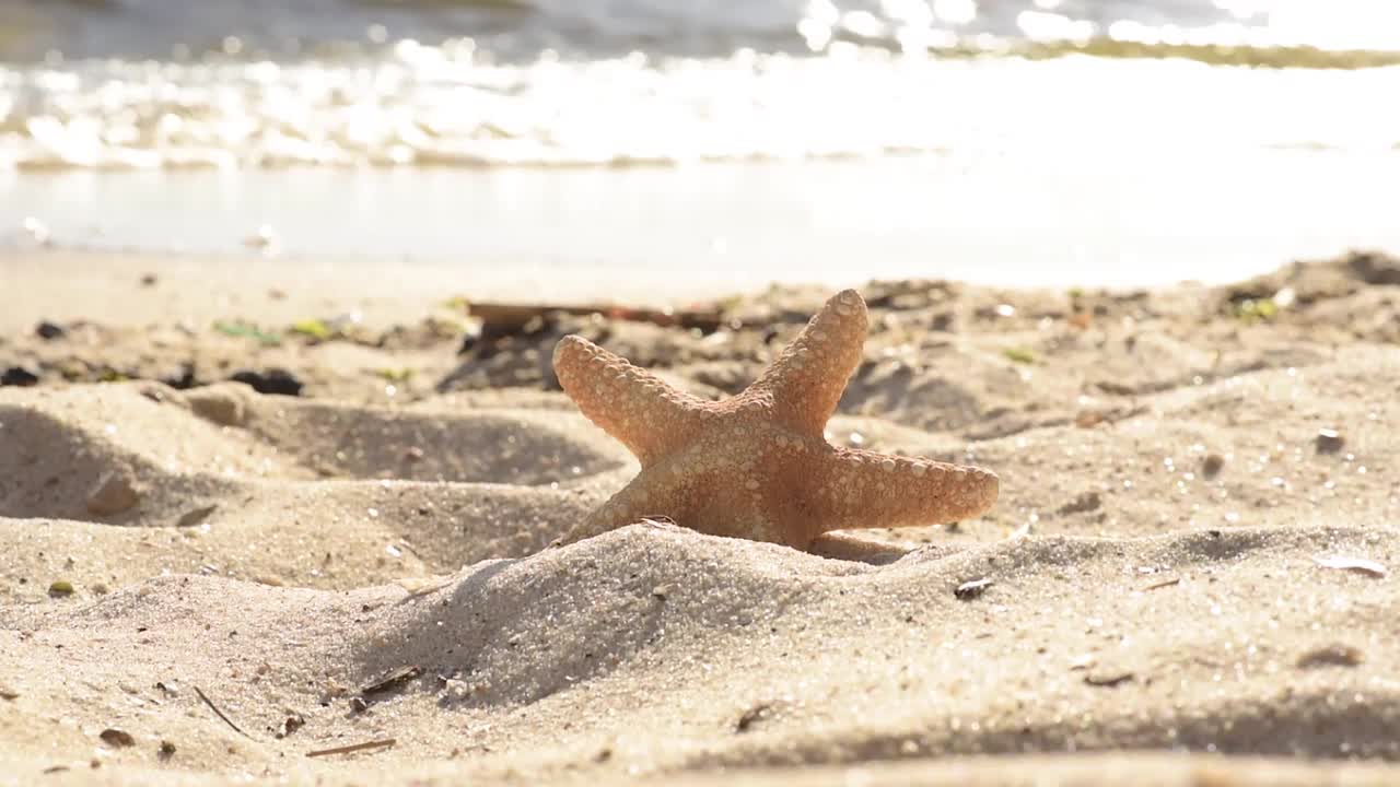 在一个温暖的夏日，海星在海边的沙滩上视频下载