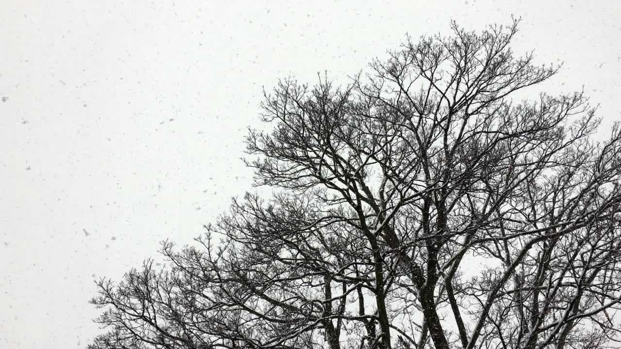 冬天，大片的雪花从天空中快速落下，映衬着一棵雄伟的落叶树的黑色剪影视频下载