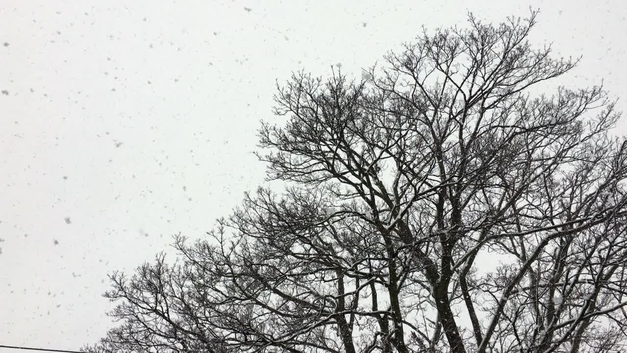 大朵的雪花迅速从天空飘落，映衬着冬天一棵雄伟的落叶树的黑色剪影，冬天自然风光旖丽，冬天天气恶劣视频下载