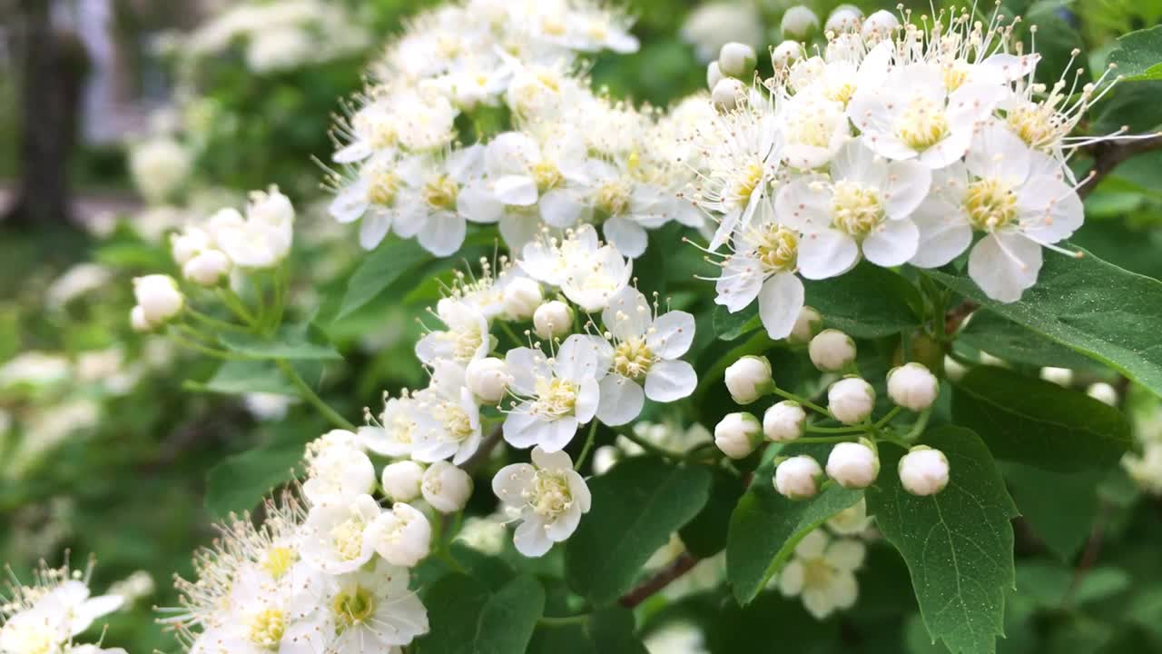 灌木的花枝在风中摇曳。白色的花朵,春天视频下载