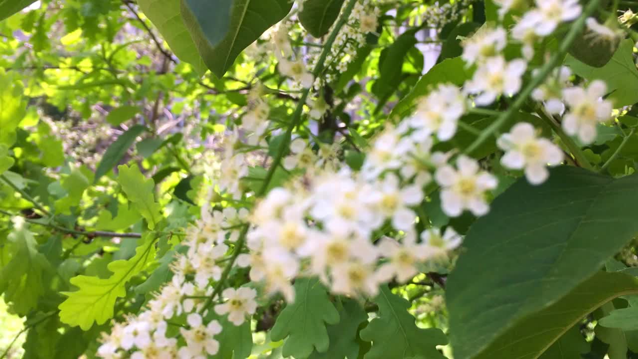 灌木的花枝在风中摇曳。白色的花朵,春天视频下载